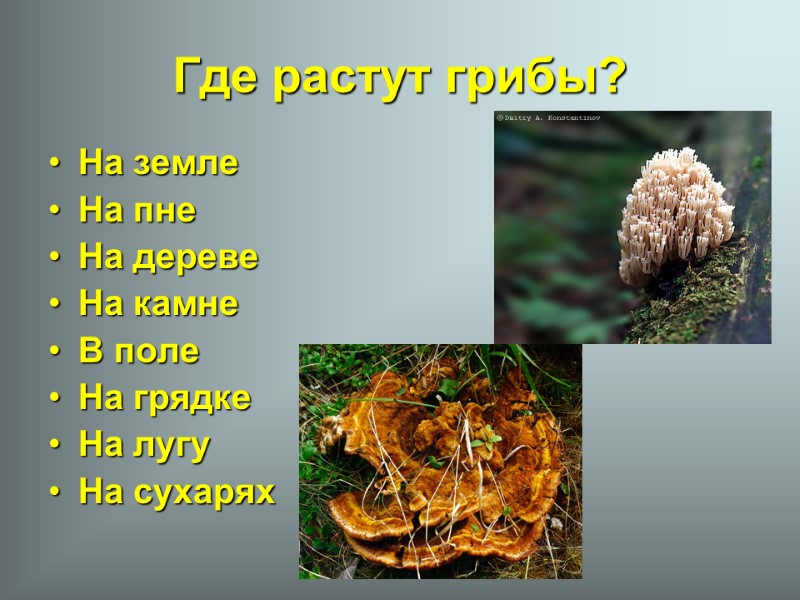 Где растут грибы? На земле На пне На дереве На камне В поле На